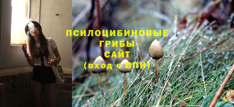 Псилоцибиновые грибы Psilocybe  Заводоуковск 